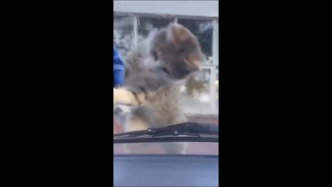 Funny animal videos 2024 - Funny cats/dogs - Funny animals -Part82/Haypyy Pett