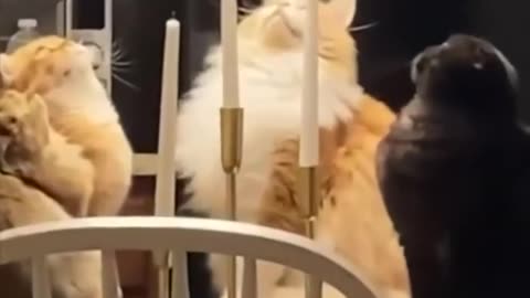 Funny cat animals videos