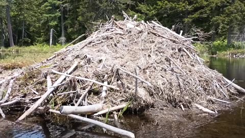 Beaver Lodge