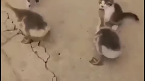 Funny Cat 😺🐈🐈 videos