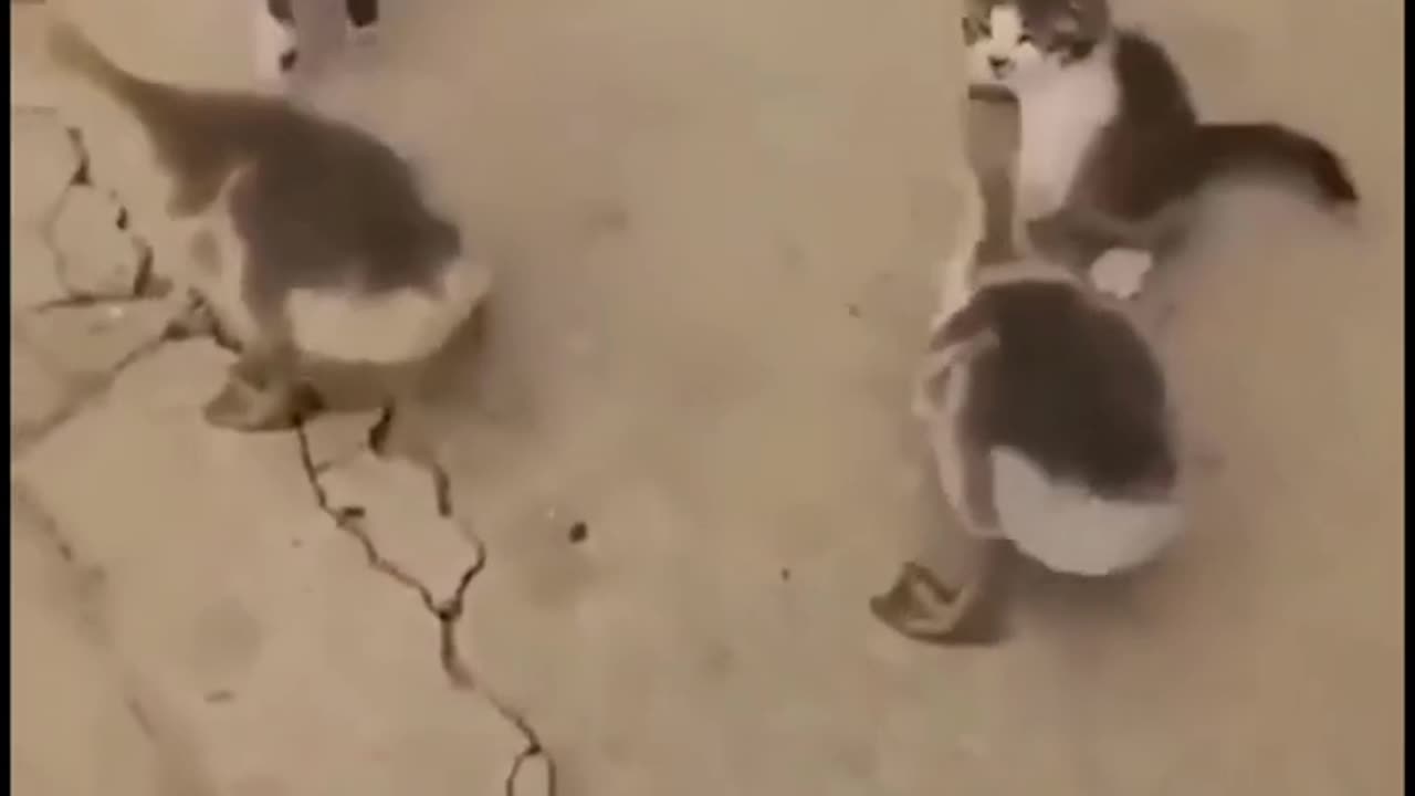 Funny Cat 😺🐈🐈 videos