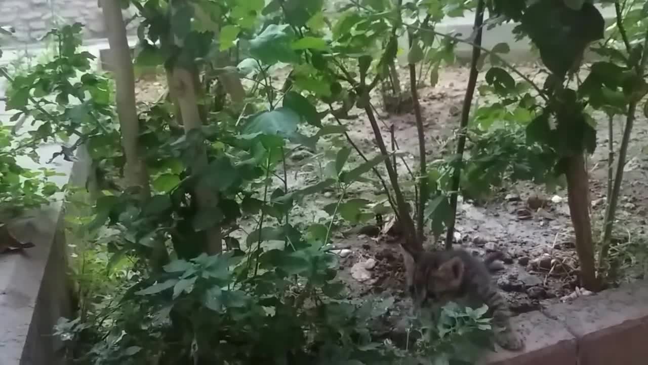 Mom cat talking to her kittens cat