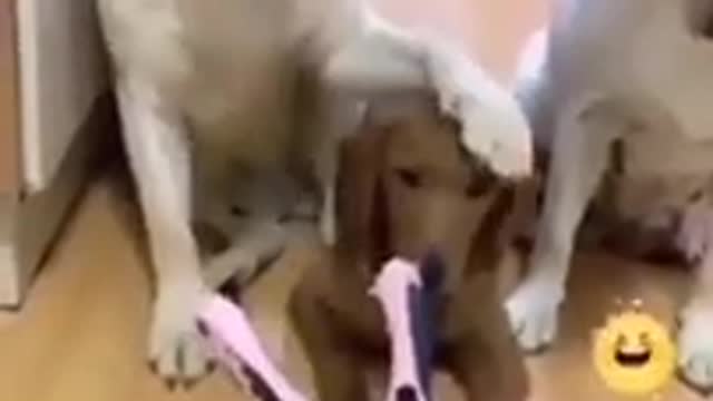 Beautiful dogs fanny best video.