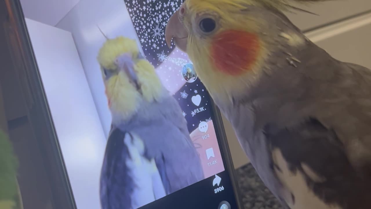 Cockatiel Meets Itself in TikTok Video