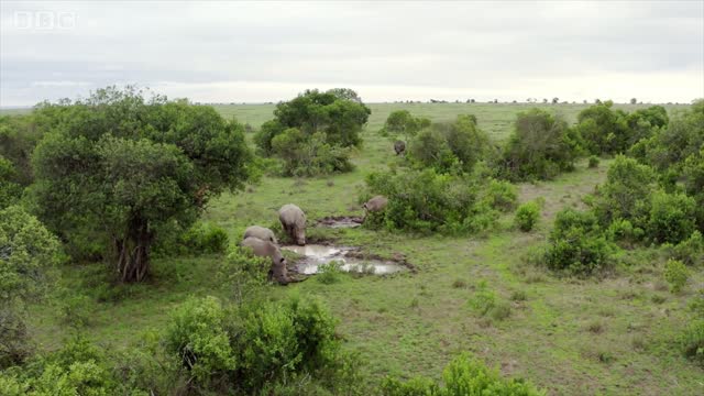 These Two Rhinos Are The Last Of Their Kind | Seven Worlds, One Planet | BBC Earth