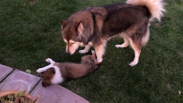 Husky Tries to Prevent Collie Puppy From Eating Flowers