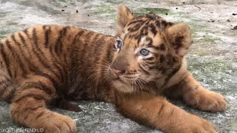 Cuties wild Animal exist 2021