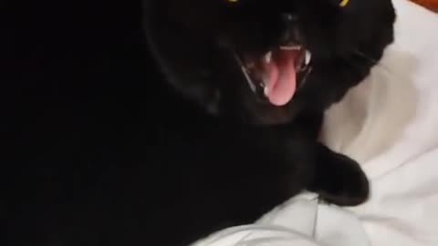 Magnificent Hiss