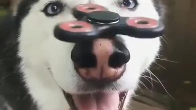 This dog plays with a balance toy with his nose, so funny