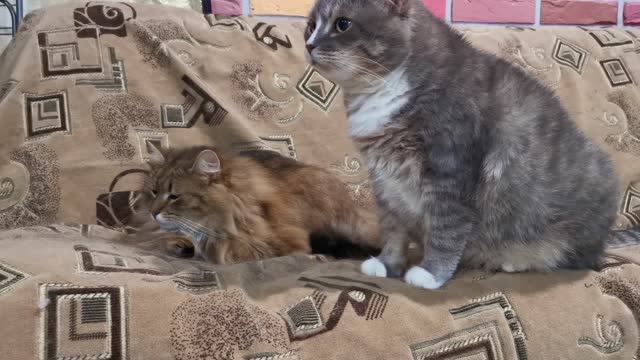 MY KITTY CATS #CUTNESS OVERLOADED