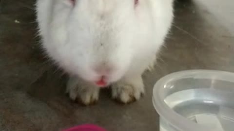 Mi conejo comiendo tomate