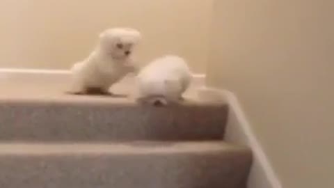 Funny cat fight