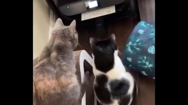 😹 You Definitely Laugh, I Believe In It 😇 - Funniest Cats Expression Video 😇 - Funny Cats Life