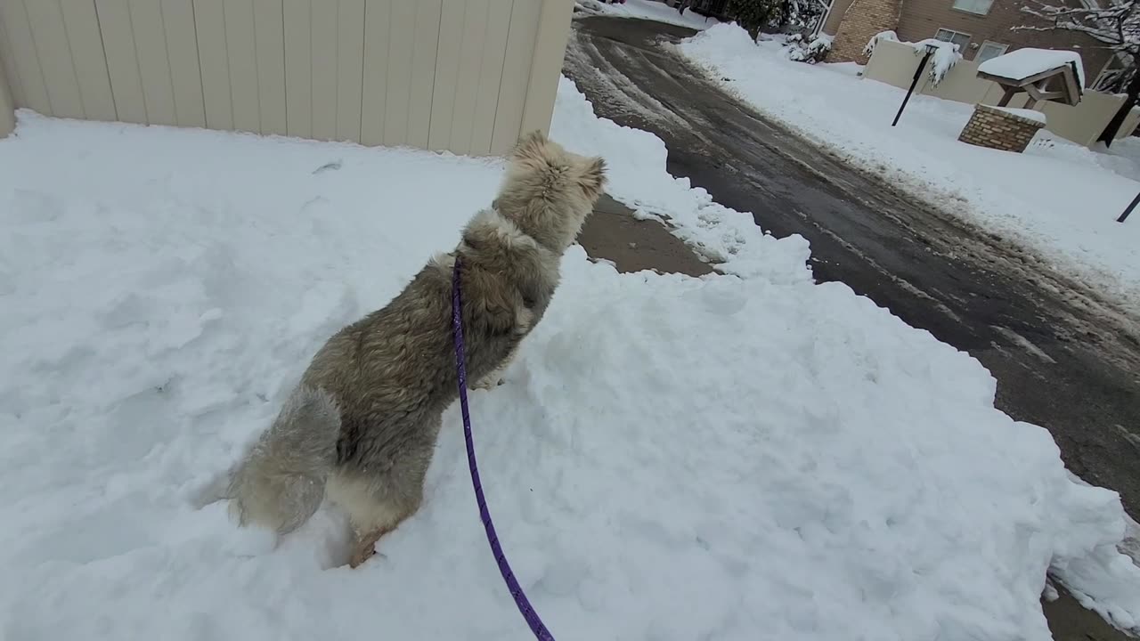 Pixie's 23rd Day With Drew - Caucasian Ovcharka Dog - Caucasian Shepherd