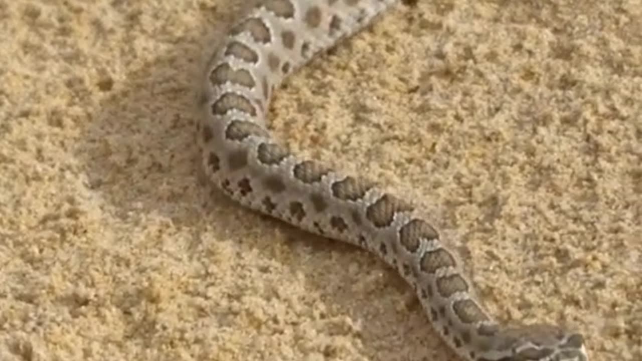 Snakes Hear Through Their Jaws? Incredible Snake Facts You Didn't Know!
