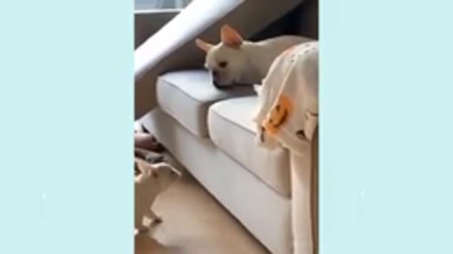 Cats and their owners are best friends