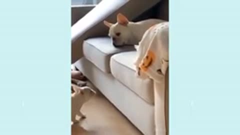 Cats and their owners are best friends