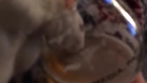 Rat drinking an ipa