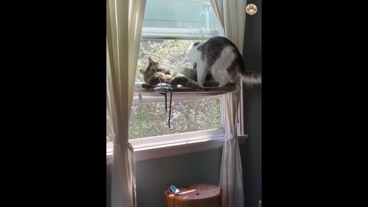 Funny animal