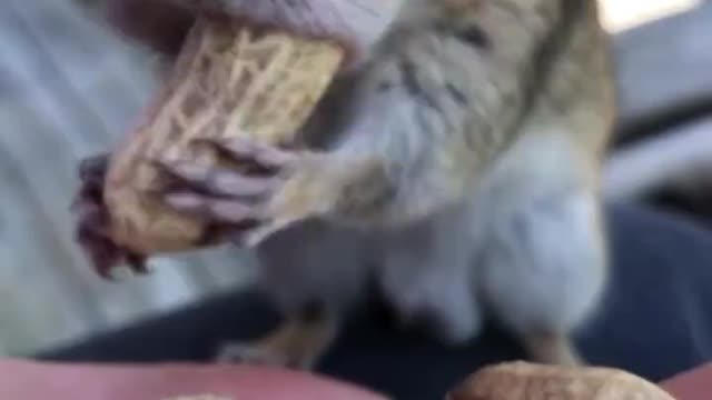 squirrel Rushing to eat your favorite snack like