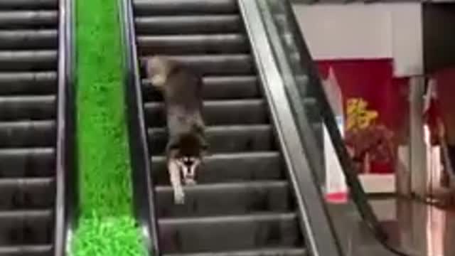 Funniest Animals 2022 Compilation - Awesome Funny2