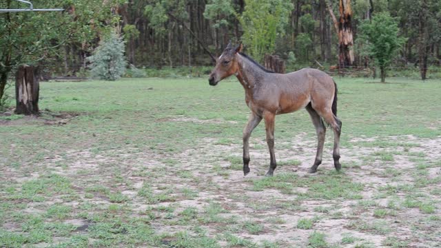 Foal Dances in the Rain in During Long Drought