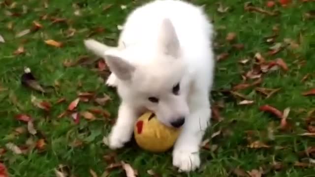 Puppie Husky Playing with Ball OutDoors