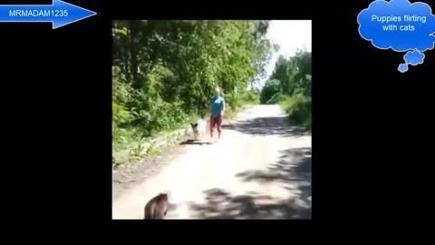 Puppies flirt with cats