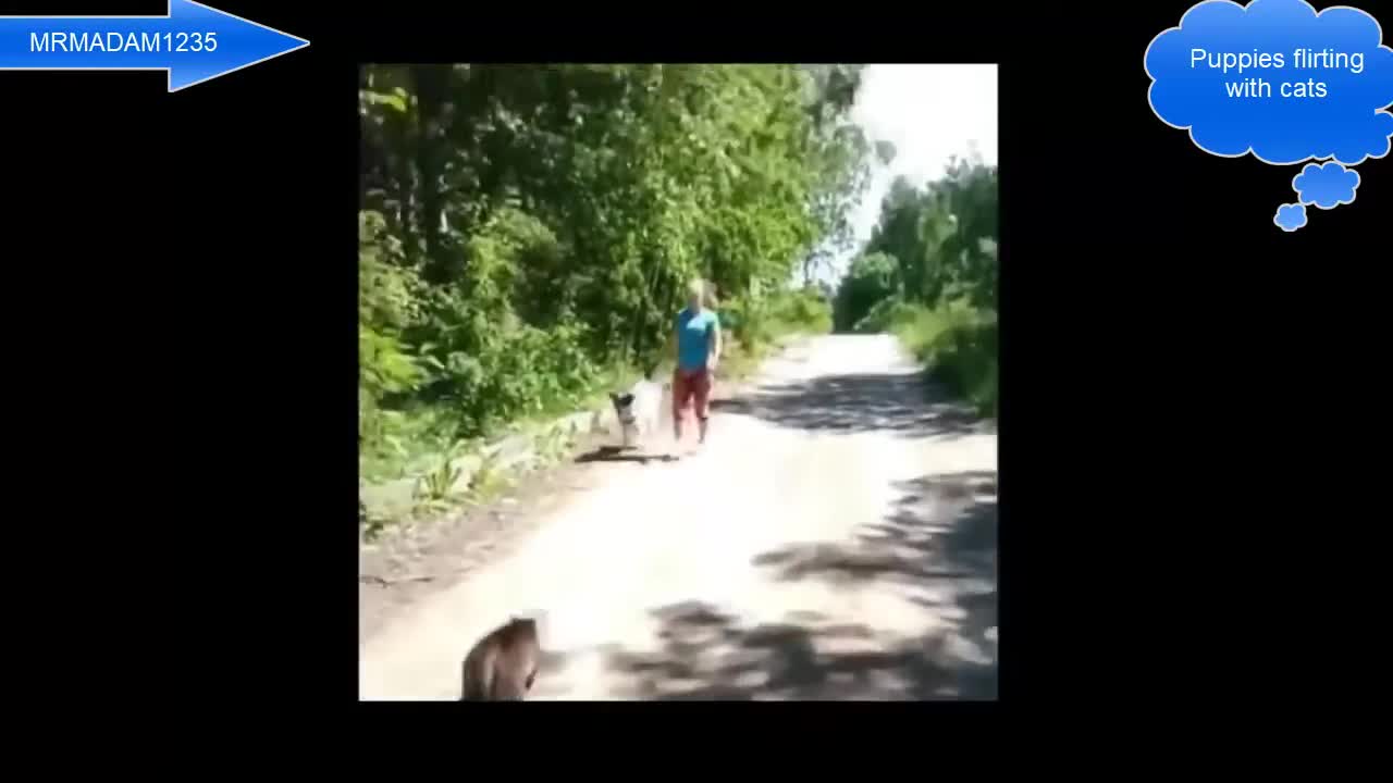 Puppies flirt with cats