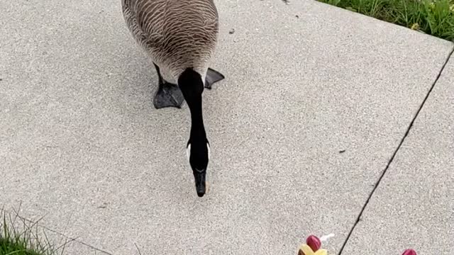Canada Geese In front of my house