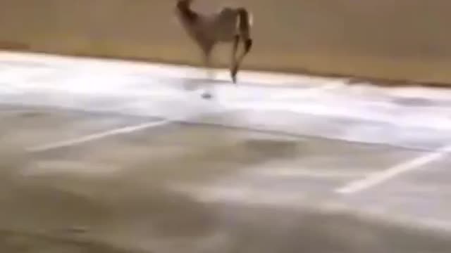 Funniest animal