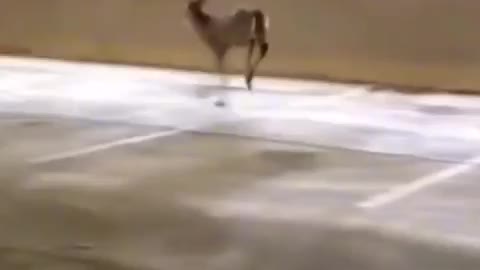 Funniest animal