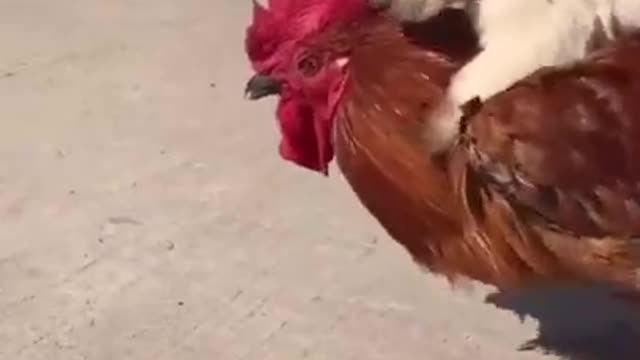 Pet with cock amazing funny video 🤣