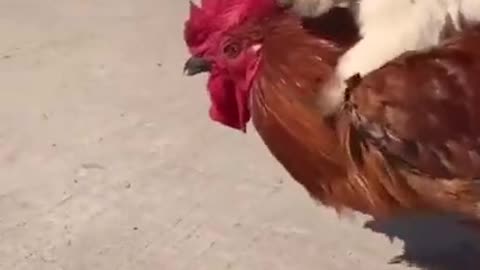 Pet with cock amazing funny video 🤣