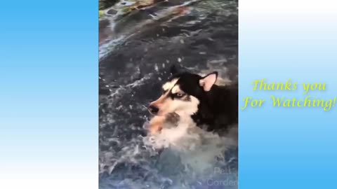 Cute Pets And Funny Animals Compilation #10 - Pets Garden