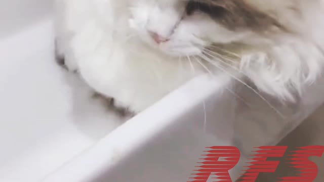 It's awesome funny cute cats