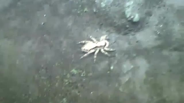 Aranha saltadora flagrada na câmera ao lado de flores e plantas [Nature & Animals]