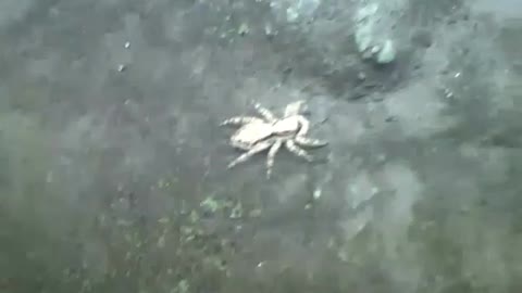 Aranha saltadora flagrada na câmera ao lado de flores e plantas [Nature & Animals]