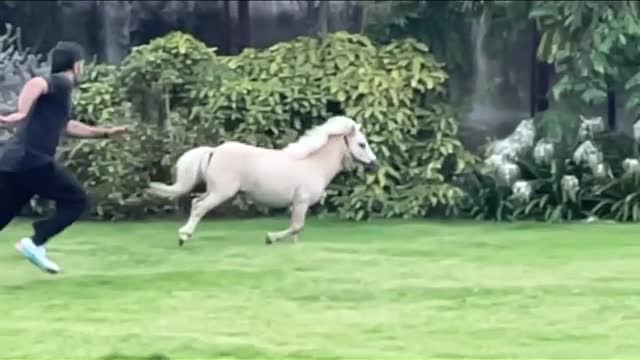 Ms-Dhoni Stronger faster ! - playtime - shetlandpony - racing