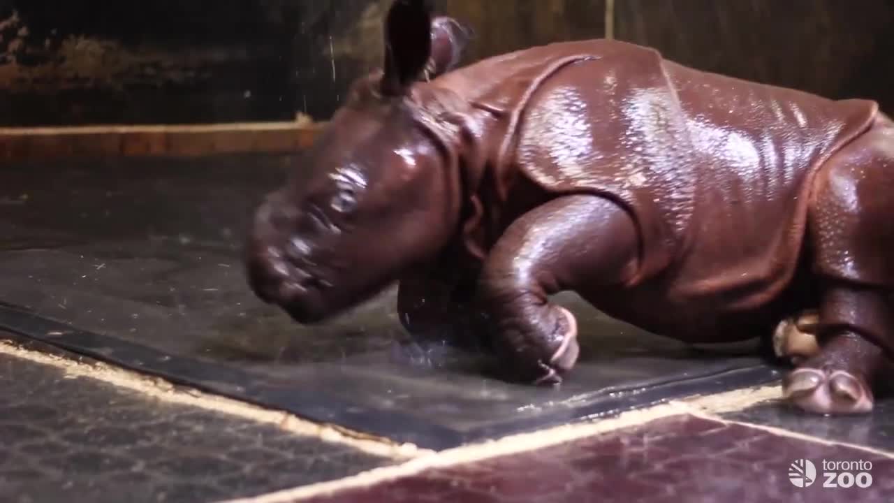 Baby Rhino experiences its first shower in the cutest way