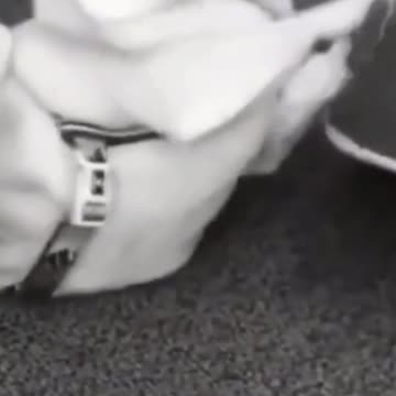 Hilariously Cute Kittens & Pups 2021