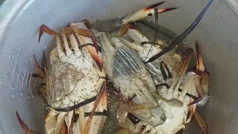 fresh crabs