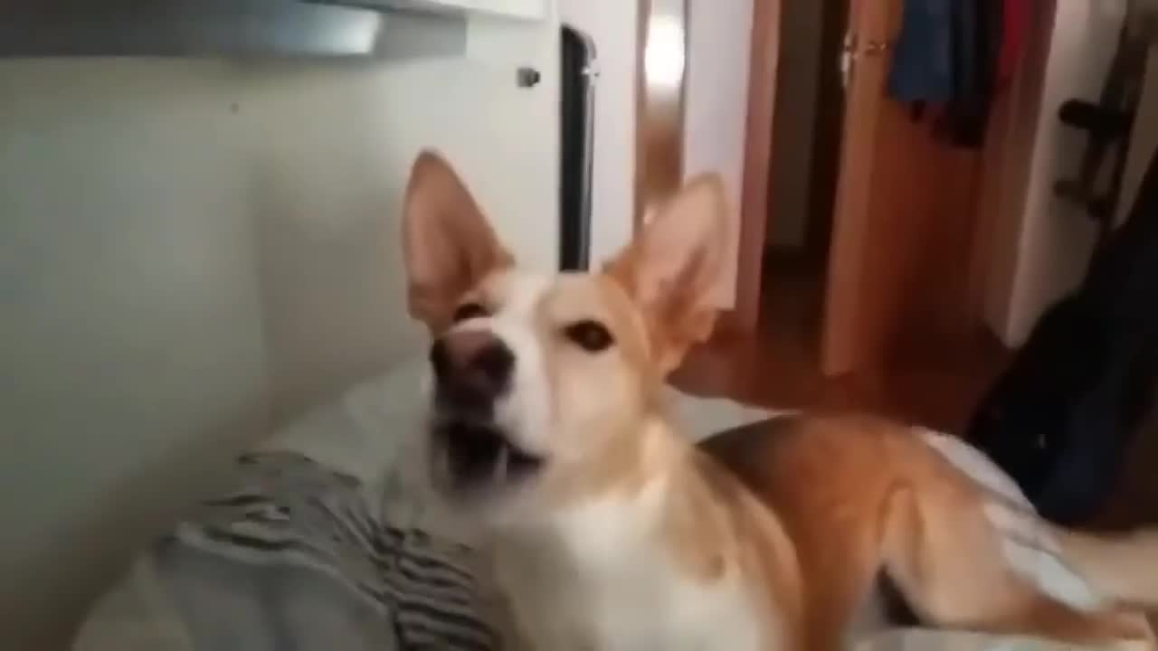 Louis Fonsi - Despacito (Dog Version)