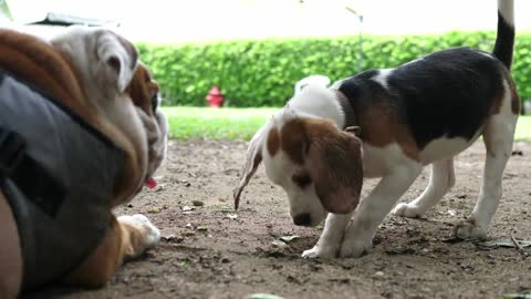 funny dog,dog'