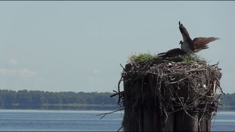 osprey