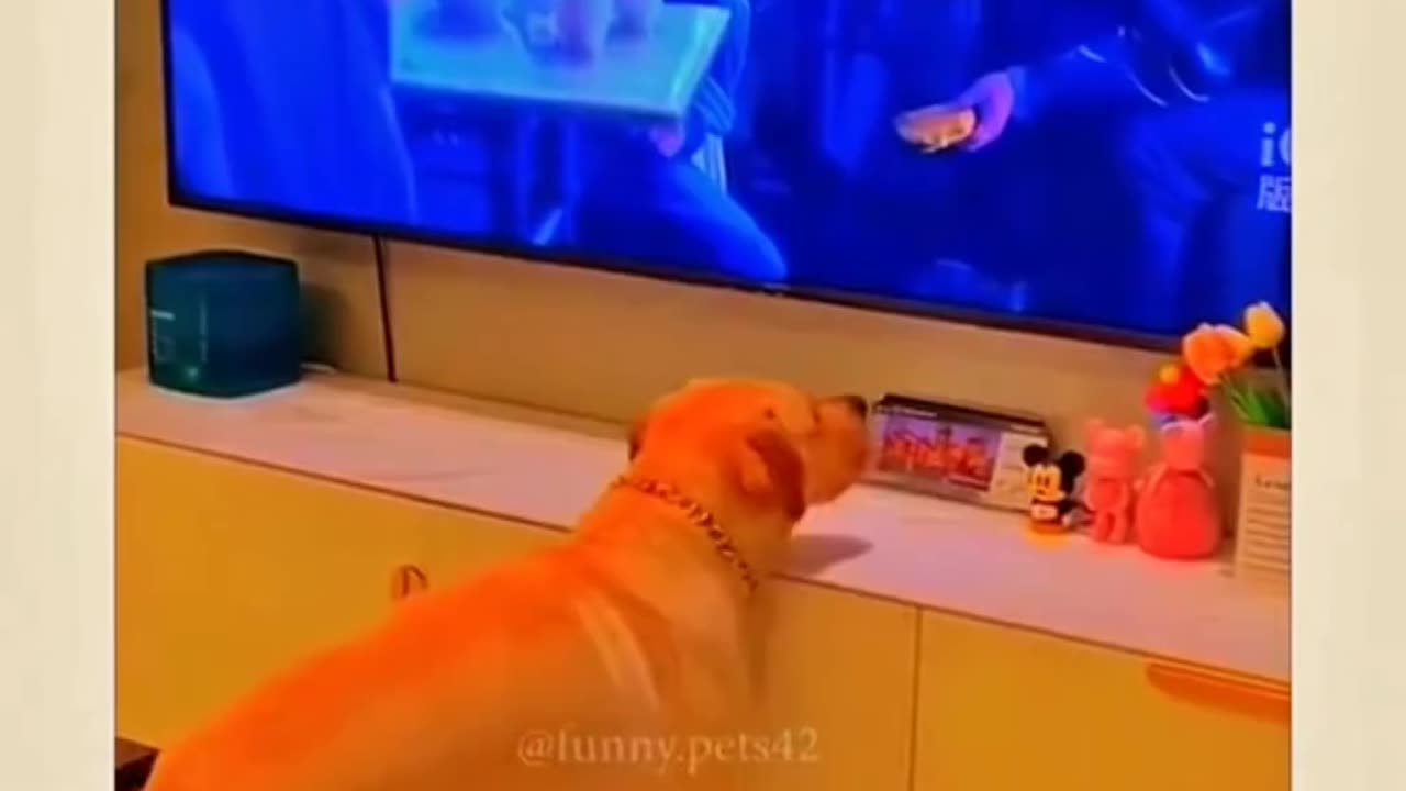 Super Funny Dogs Clips