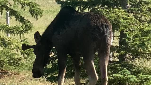 Moose Drops By for a Drink During Heat Wave