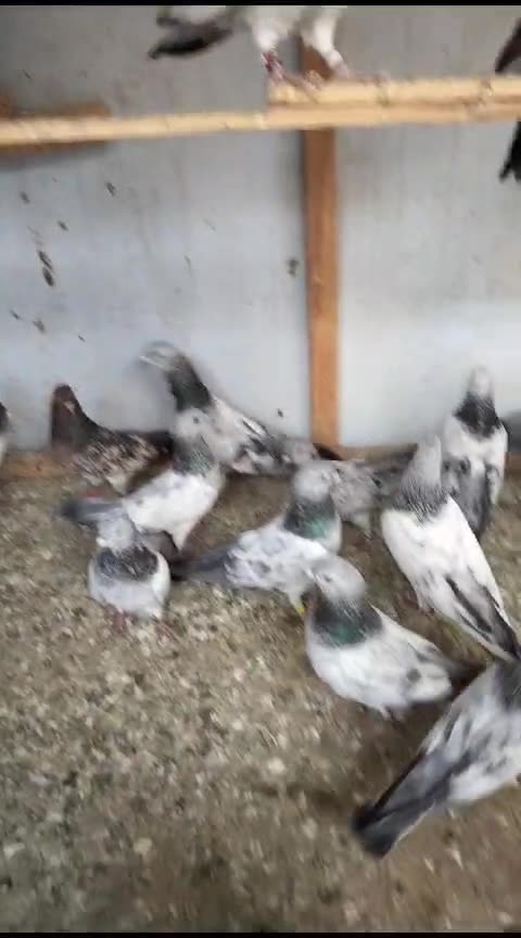 Click here link description for sell Cheap price