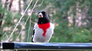 Rose-Breasted Grosbeak