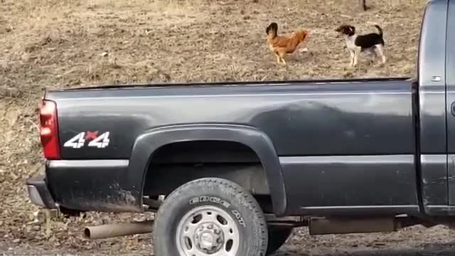 Funny Beagle and her chicken friend